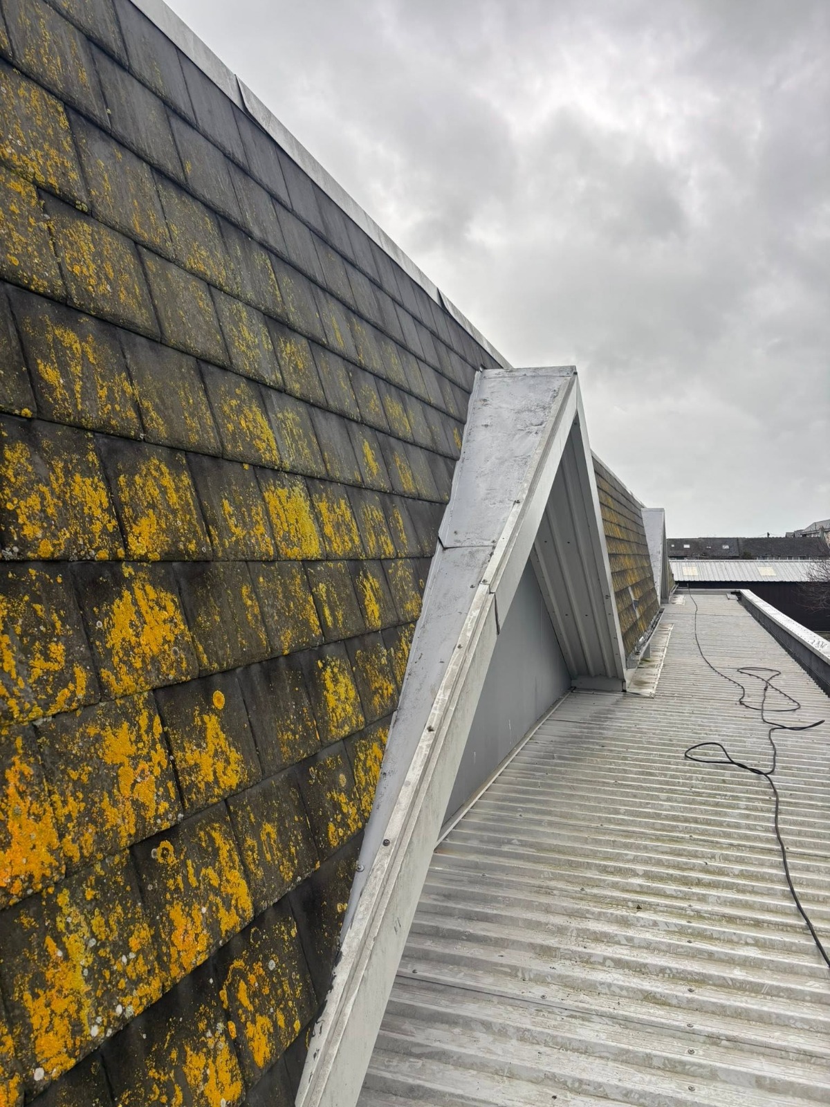 Lichen-coated roof slate before cleaning