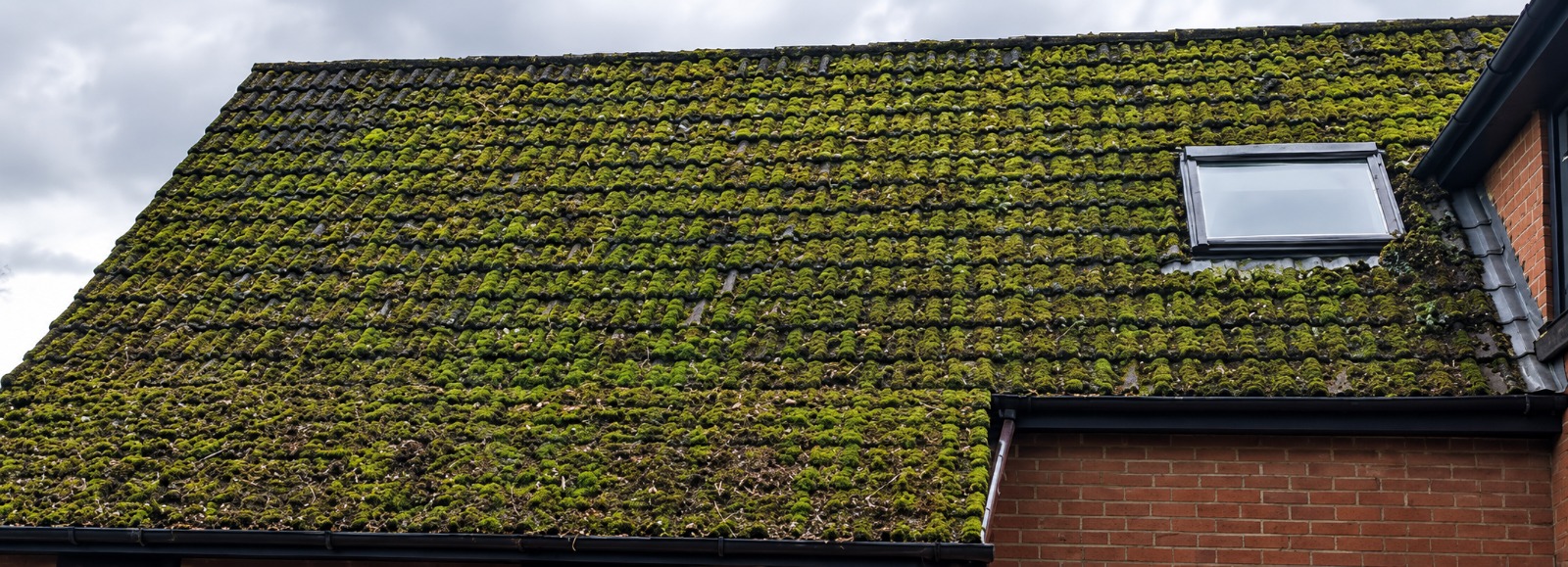 Thick moss covered roof tiles before cleaning